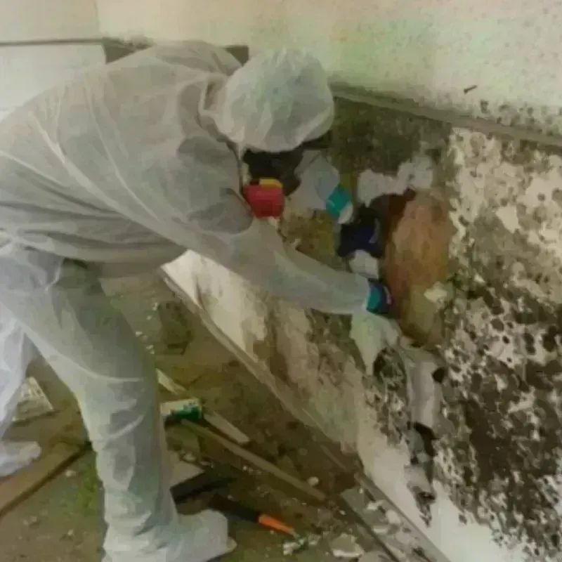 Mold Remediation and Removal in Fox Island, WA